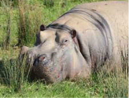 Environment: Biodiversity and poverty: the Gambian challenge