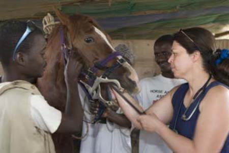 Gambia Horse and Donkey Trust to hold 6th annual show