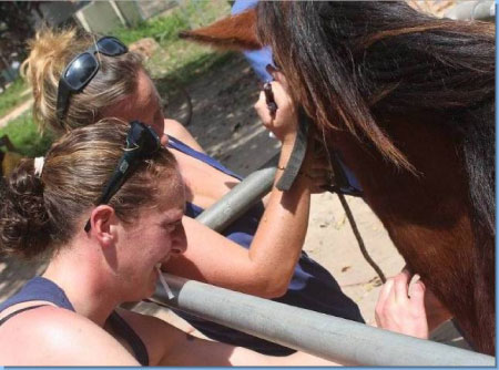 Gambia horse and donkey trust director speaks  