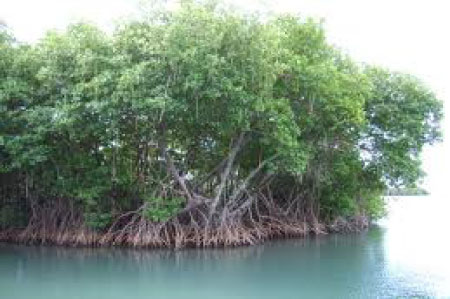 Environment: Recognizing the efforts of local communities and World Wide Fund participation in mangrove restoration in The Gambia