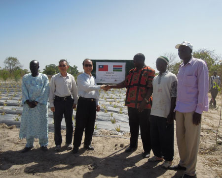 Taiwan donates 3,000 pineapples seedlings
