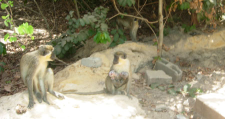 Abuko gets first Green Vervet monkey twins