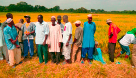 CRR farmers embark on participatory varietal rice selection in Sapu