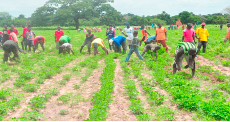 Groundnut cultivation continues on UTG Faraba farm
