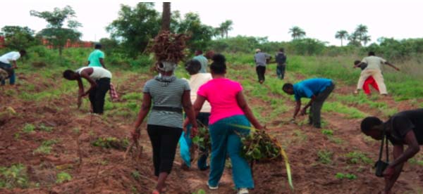 Over 5,000 gmalina stumps planted in Abuko Nature Reserve