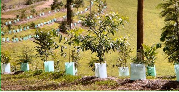 National Tree Planting Day observed at Dongoroba