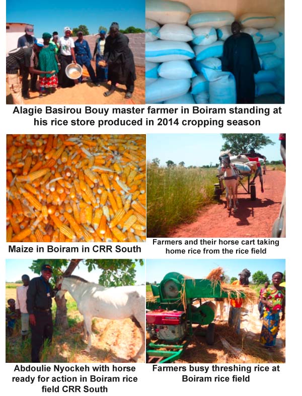 AGRICULTURE & DEVELOPMENT: Boiram IP farmers expect ‘bumper harvest’ of rice and maize