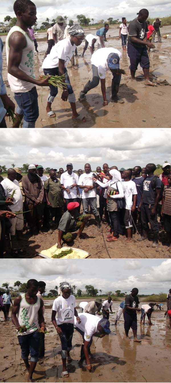 ENVIRONMENT: DPWM and BAJ Gambia plant mangrove seedlings in Kassange village