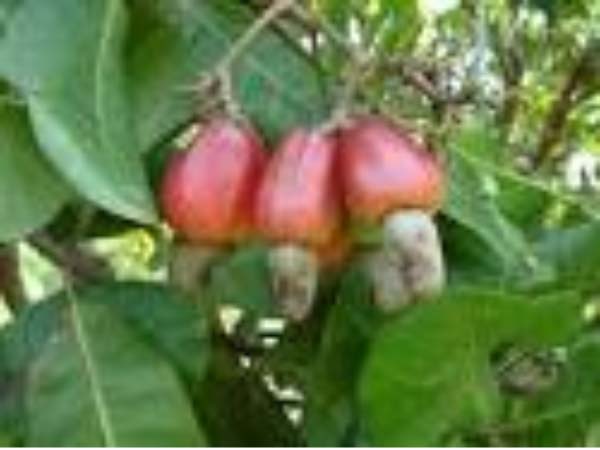 Cashew farmers sensitised on Value Add Chain