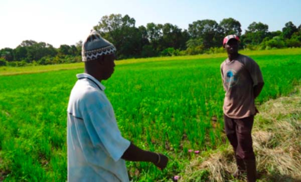 Youth and Sports Minister inspects NYSS Sapu rice field