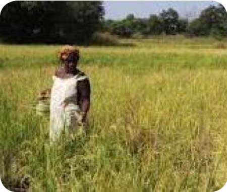 Govt. to set up National Food Security Corporation