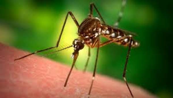 Today is World Malaria Day