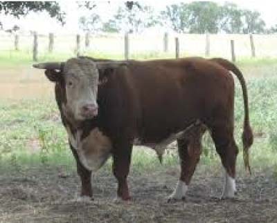 Butchers increase price of meat