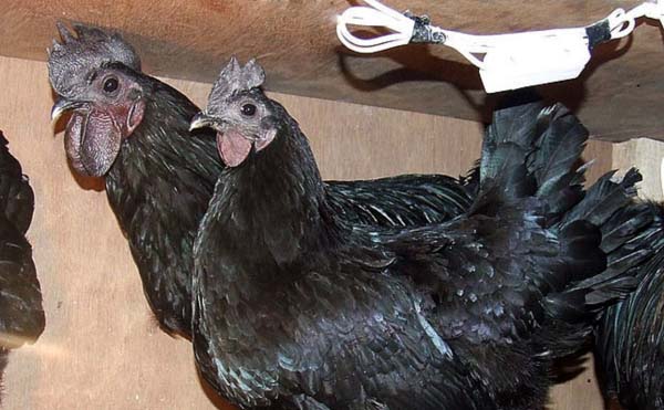 Livestock services on poultry vaccination countrywide