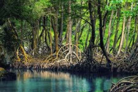 Mangroves are key to climate change mitigation - workshop