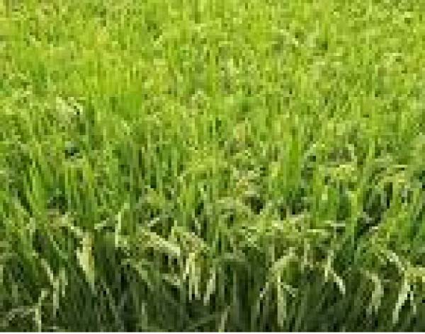 'Annual rice imports 2012-2013 rose to 137,000 metric ton'