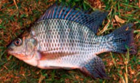 IUU fishing in Gambia River system