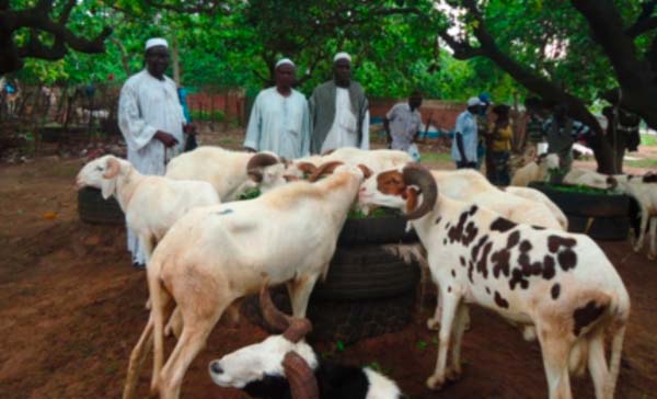 Ram dealers warned against over-pricing