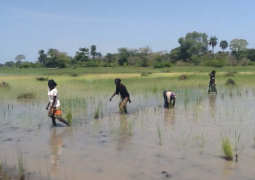 rice farmers