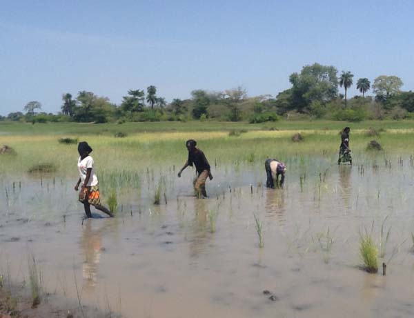 ENVIRONMENT: Climate change threatens food security, affects crop productivity