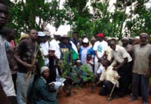 SCB, forestry dept embark on forestation