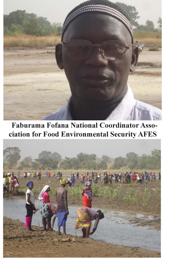 ENVIRONMENT: AFES to plant 80,500 mangrove seedlings in Jokadou