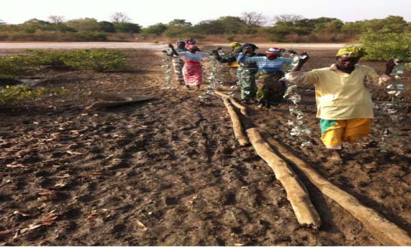 Foni women trained on modern oyster culture techniques