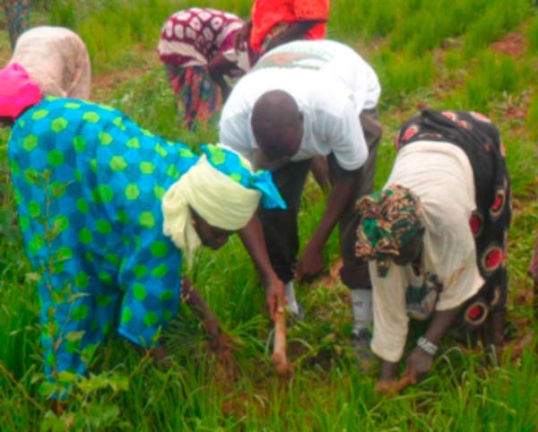 AGRICULTURE & DEVELOPMENT: Investment in agriculture for increased production and productivity in rural communities of The Gambia