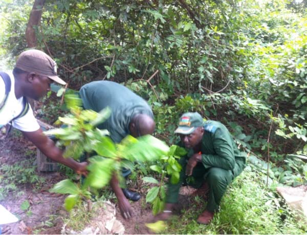 Gov’t department plants fruit trees at Abuko Nature Reserve