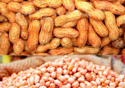 groundnut