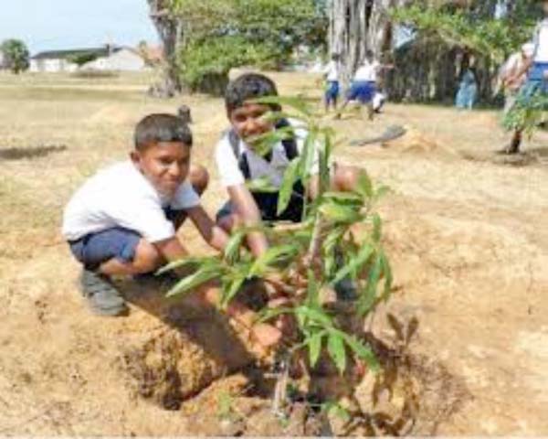 Badala Lower Basic School embarks on tree planting