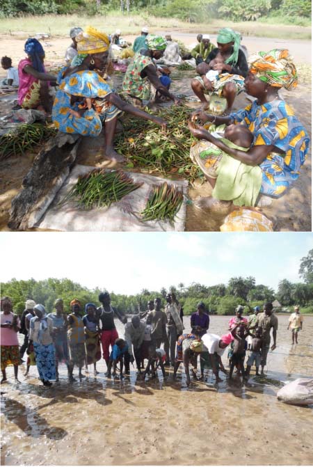 Environment: Sahel Wetland Concern: mangrove restoration and rehabilitation for climate change adaptation in Bintang Bolong