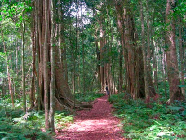 AGRICULTURE & DEVELOPMENT: Forestry policy assessment draft report validated