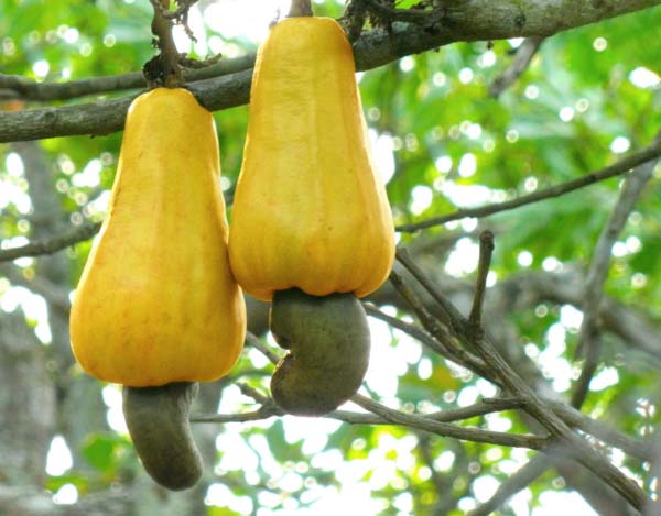 Press Release: 2015 Cashew Marketing Season commences April 15 