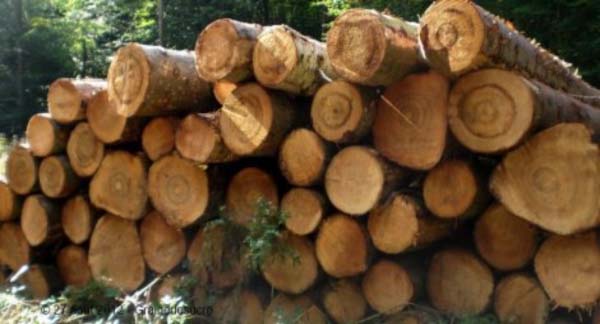 Senegalese authorities seize large quantity of forestry products bound for Gambia