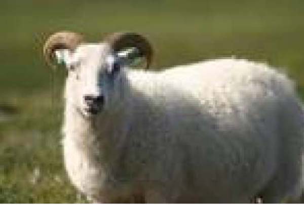 Gov’t warns against livestock price hike