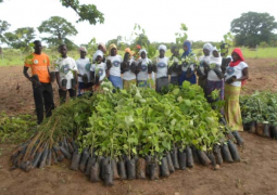 adwac tree planting 