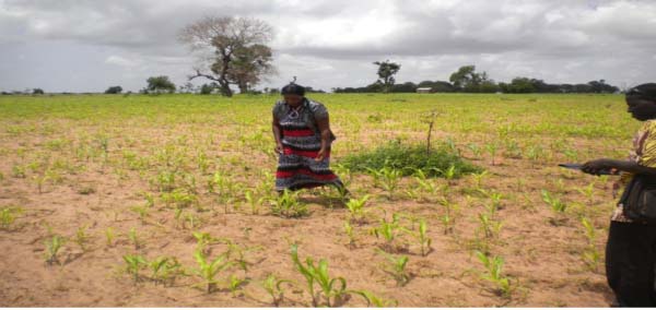 Njawara women engage in all-year round food production