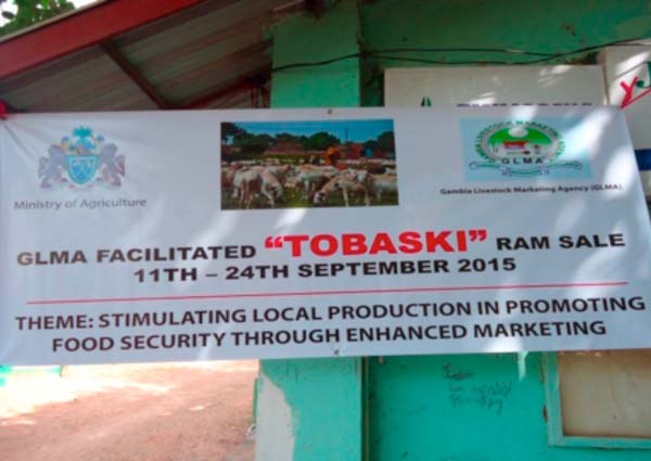 GMLA faciltates Tobaski ram sale 2015