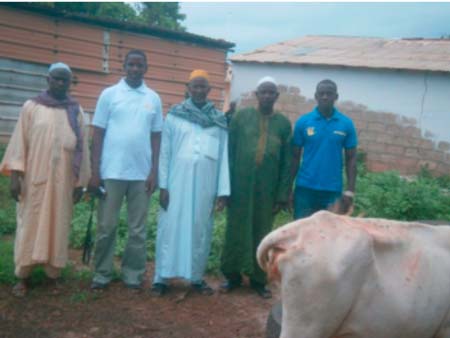 IHH- Netherlands Foundation donates 59 cows to needy Gambians