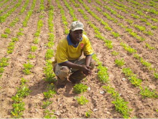 Climate change resilience crops piloted in NBR, CRR north