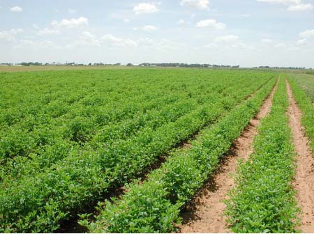 Gambia chapter of Food Security Assembly to be launched on Friday