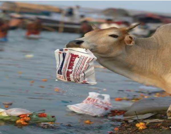 ENVIRONMENT: Animals grazing on plastics bags