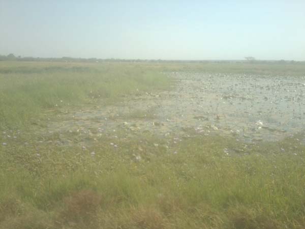 Flood-related incidents major impediment to food sufficiency in Gambia
