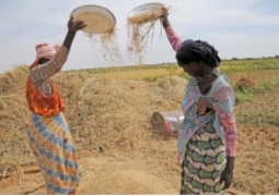 rice winnowing