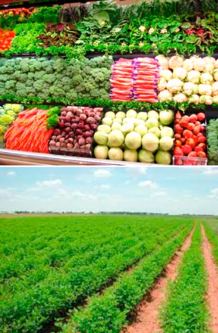 AGRICULTURE & DEVELOPMENT: Regional planning meeting on food security wraps up