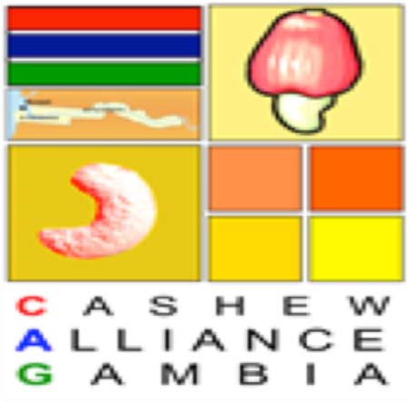 Gambia to host African Cashew Alliance seminar