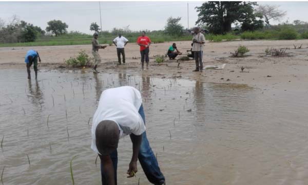 Department of Parks conducts mangrove regeneration exercise