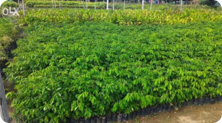 Fula Bantang village set to replenish depleted forest cover