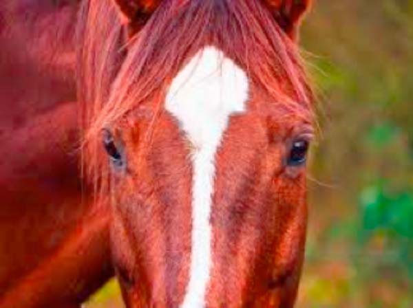 Gambia’s horse riding/equestrian body formed
